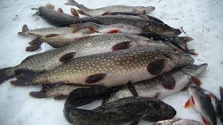 Зимняя рыбалка с Ночёвкой. За Щукой. Два дня в Тайге!
