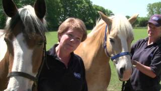 RSPCA Video - Amersham Horses Rescue