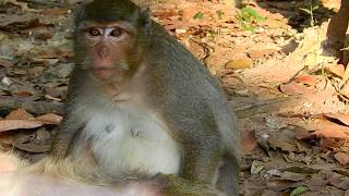 First mum Lela monkey wit huge pregnant belly waiting for her first baby, Carbzilla