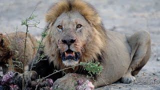LIONS VS HYENAS - Clash of Enemies