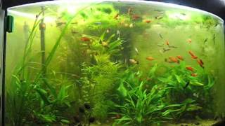 Acquario Juwel angolare 180 litri trovato al cassonetto - Ex marino trasformato in dolce