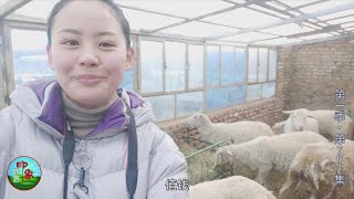 (791) 草原姑娘带你看绵羊品种 多娇贵还穿衣服 不是本地来客！