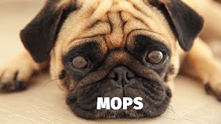 Mops - Atlas plemen - Tlapka TV