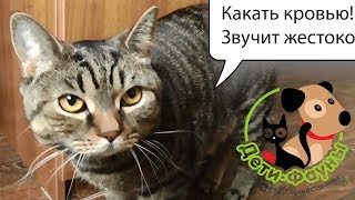 Кровь в кале у кошки (собаки), основные причины