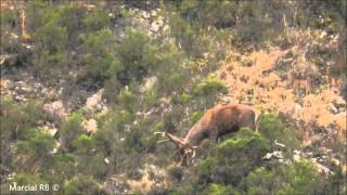 Venado en berrea (2º dia)