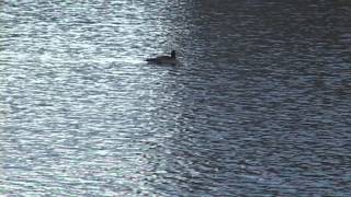 Bridgeport Boat Basin: The Rebirth of Bridgeport Harbor