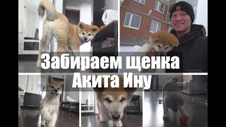 Забираем щенка Акита ину. Первый день дома и реакция мамы.