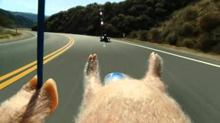 Maxwell the Piggy Meets the Street Luge - New GEICO Commercial