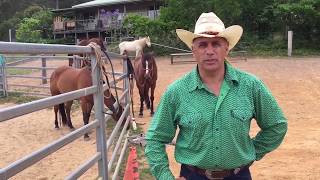Ability Links at Uniting and equine therapy