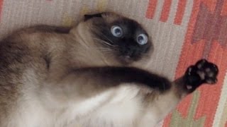 Cats just never fail to make us laugh - Funny cat compilation