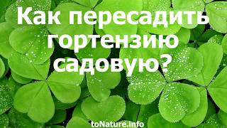 Как пересадить гортензию садовую?