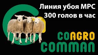 Линия убоя МРС 300 голов в смену