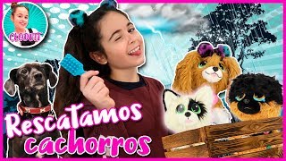 CLODETT y LUNA rescatan CACHORROS ABANDONADOS!! Encontramos a los RESCUE RUNTS PERRITO BUSCA HOGAR