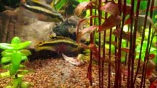 Kribensis (Pelvicachromis pulcher), with their fry