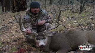 Giant 244 inch Kaibab Mule Deer!