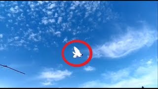 Щекатые ( головатые )  и Бакинские бойные голуби . Игра . Baku Pigeons ( Борис , город Сальск )
