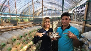 ไพโรจน์  อู่พิทักษ์ จากความพยายาม สู่ความสำเร็จ สู่ธุรกิจเห็ดเงินล้าน