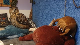 Сычи гуляют, пока Ёль принимает ванну