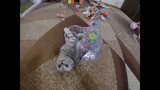 Скоттиш фолд Котенок Играет ? Смешные Кошки Scottish Fold Cat Шотландская Вислоухая Кошка