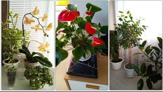 Мои комнатные растения декабрь 2019