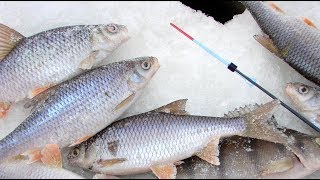 Этому кивку мороз не помеха, собираем снасть
