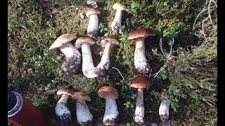 11 белых за 1,5 часа - Кургальский заказник в начале сентября
