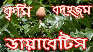 মেহগনির ফল ব্যবহারে ডায়াবেটিস নিয়ন্ত্রণ । খাবার নিয়ম জানুন