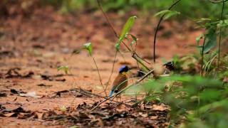 Digiscoping Gurney's Pitta - Swarovski Optik STM80HD
