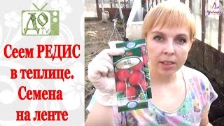 Сеем РЕДИС. Семена на ленте - это ТАК удобно!