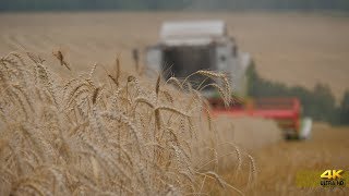 Уборочная. Комбайны Claas и ПАЛЕССЕ