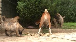 Basenji & Dogo Canario ESDA-Kennel