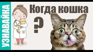 Когда кошка хочет кота, родит и гуляет? Узнавайка