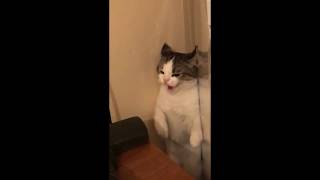 Бой и драка котов / Брюс Ли / Быстрый удар / Нежданчик / Спаривание / Кот / Кошка и кот /Драка кота