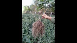 Размножение смородины! Посадка черенком!