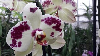 Phalaenopsis ecco tutto quello che c'è da sapere!