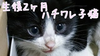 生後2ヶ月ハチワレ猫 【みめむ】