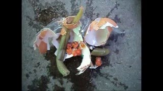 Выращивание ГОМУНКУЛА! Это правда! ШОК!!!