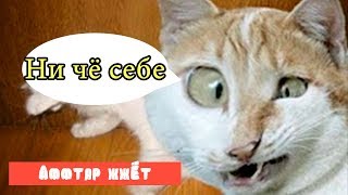 Аффтар жжет | Видео приколы про животных | Смотреть бесплатно самые смешные до слез ютуб с животными