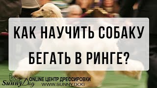 Как научить собаку бегать в ринге? Что делать, если собака не хочет выставляться?