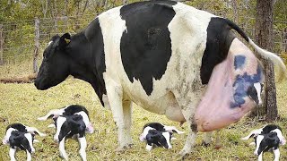 Incredible smart cow farming technology. Amazing baby calf born method milking harvest factory