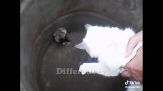 #тик #ток  #тикток #прикол  мышка против кота ? и очень прикольные видосики  ????