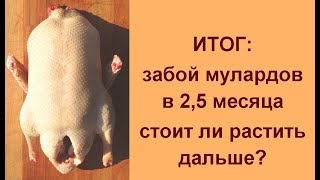 Выращивание и забой мулардов в 2,5 месяцев ? ИТОГИ