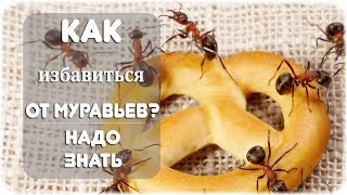 Как избавиться от муравьев?