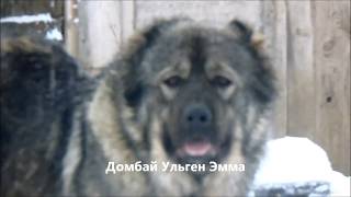 Любит ли играть кавказская овчарка? Зимнее утро в питомнике Домбай-Ульген.