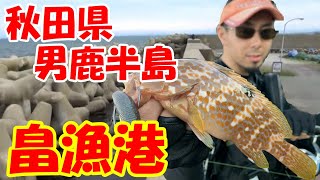 キジハタ高実績！秋田県畠漁港