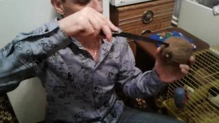 Как открыть кокос дома?