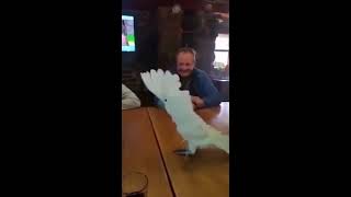 Попугай танцует под клубняк , ржака,всем смотреть