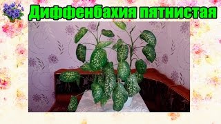 Диффенбахия пятнистая. Уход и размножение