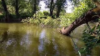 Боковий кивок глуха оснастка 12.05.2018 красноперка плотва