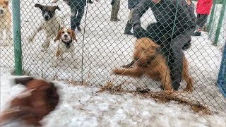 РАЗБОРКИ СОБАК НА ПЛОЩАДКЕ / ЭРДЕЛЬТЕРЬЕР vs БОКСЁР